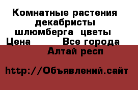 Комнатные растения, декабристы (шлюмберга) цветы › Цена ­ 300 - Все города  »    . Алтай респ.